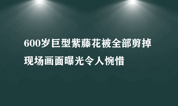 600岁巨型紫藤花被全部剪掉 现场画面曝光令人惋惜