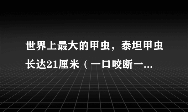 世界上最大的甲虫，泰坦甲虫长达21厘米（一口咬断一根铅笔）