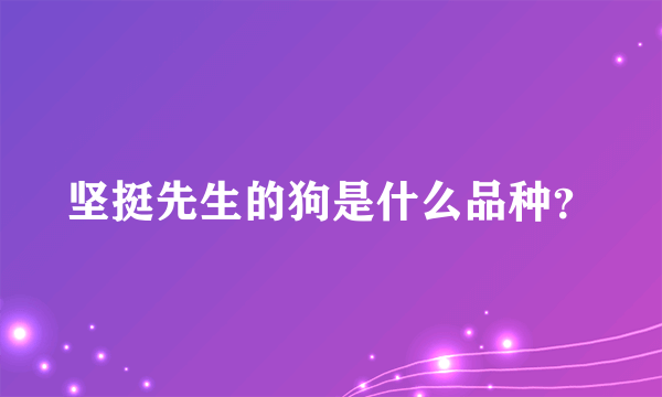 坚挺先生的狗是什么品种？