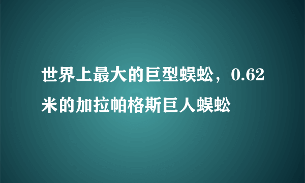 世界上最大的巨型蜈蚣，0.62米的加拉帕格斯巨人蜈蚣