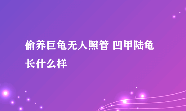 偷养巨龟无人照管 凹甲陆龟长什么样