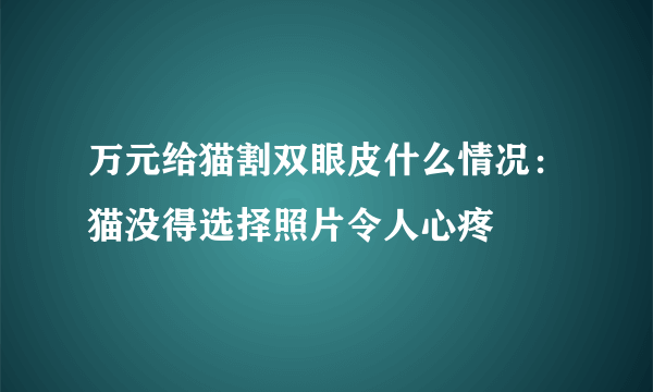 万元给猫割双眼皮什么情况：猫没得选择照片令人心疼