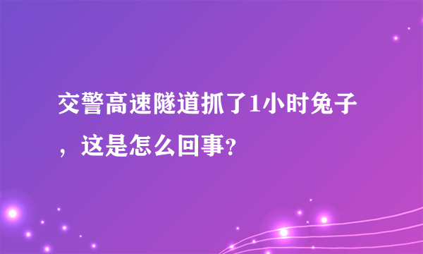 交警高速隧道抓了1小时兔子，这是怎么回事？