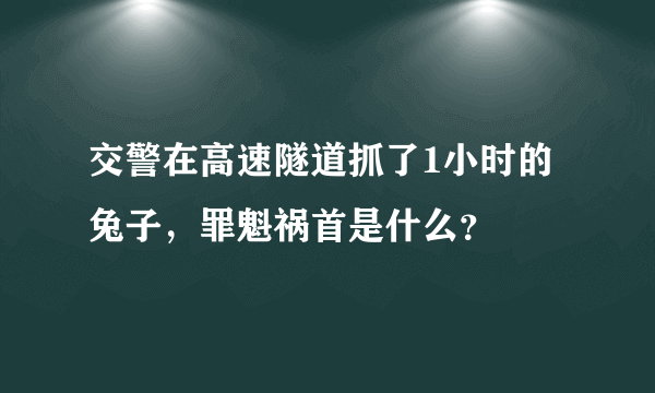 交警在高速隧道抓了1小时的兔子，罪魁祸首是什么？