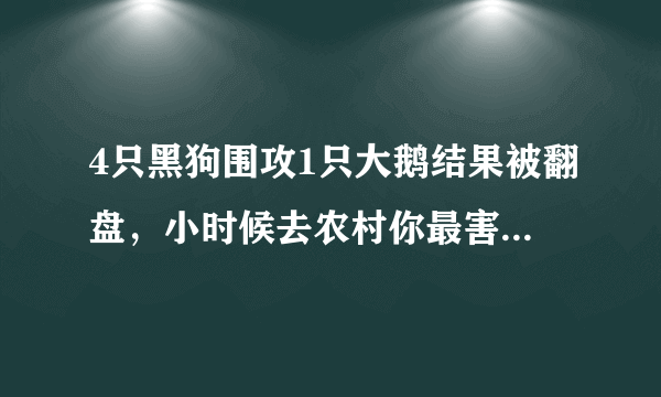 4只黑狗围攻1只大鹅结果被翻盘，小时候去农村你最害怕什么生物？