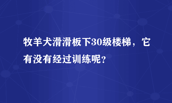 牧羊犬滑滑板下30级楼梯，它有没有经过训练呢？