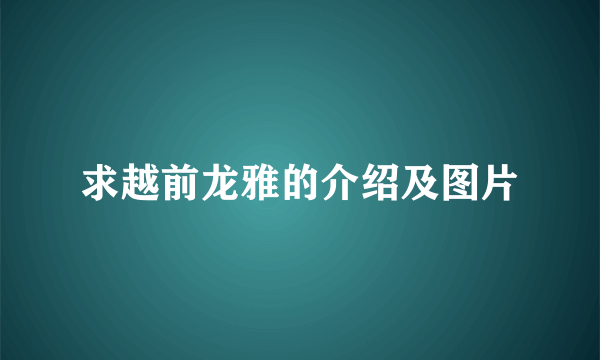 求越前龙雅的介绍及图片