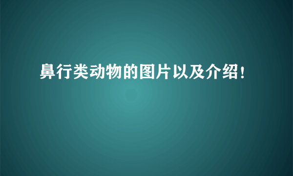 鼻行类动物的图片以及介绍！