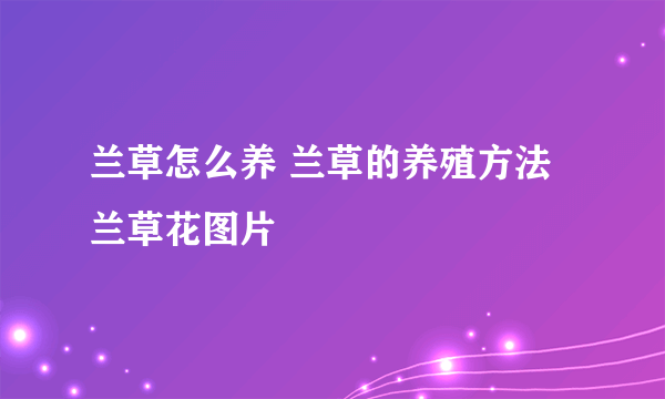 兰草怎么养 兰草的养殖方法 兰草花图片