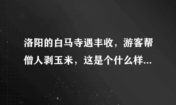 洛阳的白马寺遇丰收，游客帮僧人剥玉米，这是个什么样的场景？