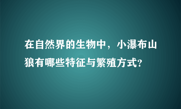 在自然界的生物中，小瀑布山狼有哪些特征与繁殖方式？