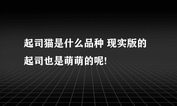 起司猫是什么品种 现实版的起司也是萌萌的呢!