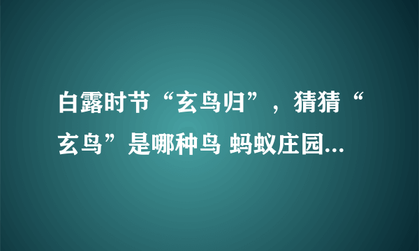 白露时节“玄鸟归”，猜猜“玄鸟”是哪种鸟 蚂蚁庄园9.8答案