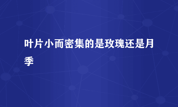 叶片小而密集的是玫瑰还是月季