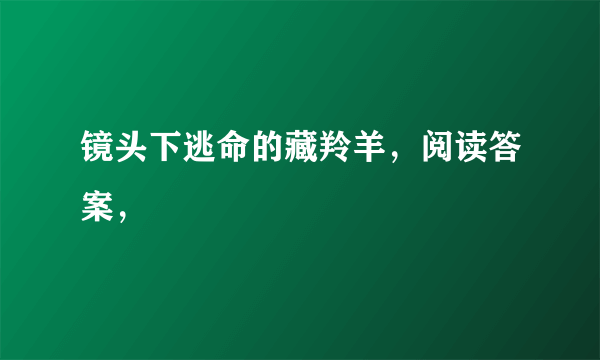 镜头下逃命的藏羚羊，阅读答案，