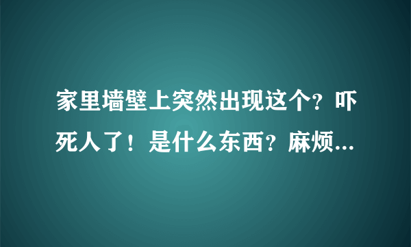 家里墙壁上突然出现这个？吓死人了！是什么东西？麻烦大家帮帮我，咋弄？谢谢