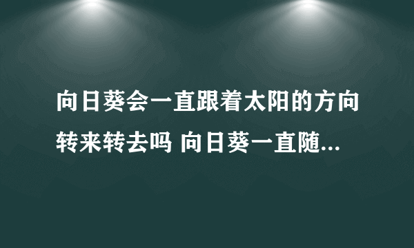 向日葵会一直跟着太阳的方向转来转去吗 向日葵一直随太阳转吗