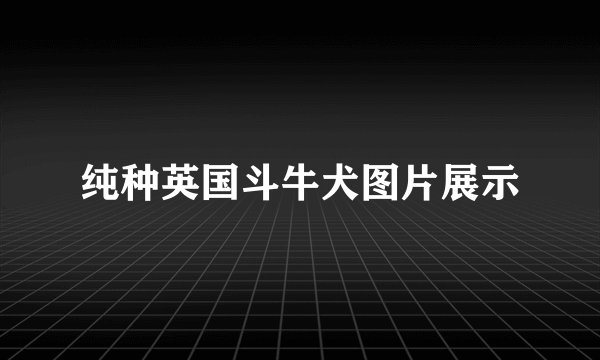 纯种英国斗牛犬图片展示