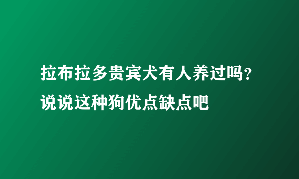 拉布拉多贵宾犬有人养过吗？说说这种狗优点缺点吧