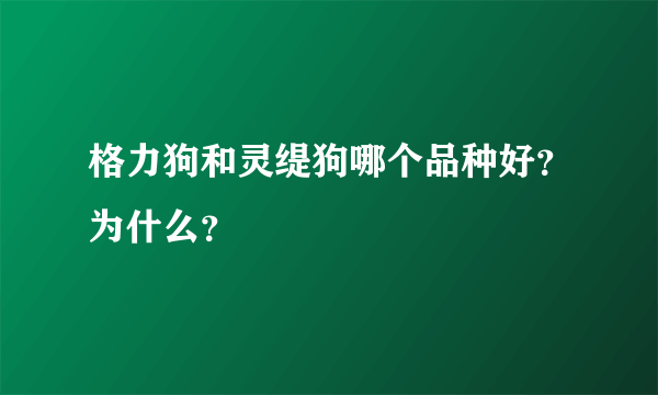 格力狗和灵缇狗哪个品种好？为什么？